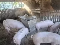 Sow, Pigs — photo 2