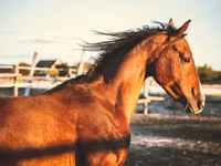 Horse (M), Shagya — photo 7