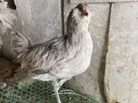 Ameraucana — Foto 2