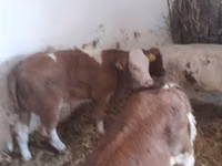 Bull, Limousin cow — photo 7