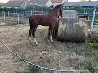Horse (M), Dutch warmblood horse — photo 7