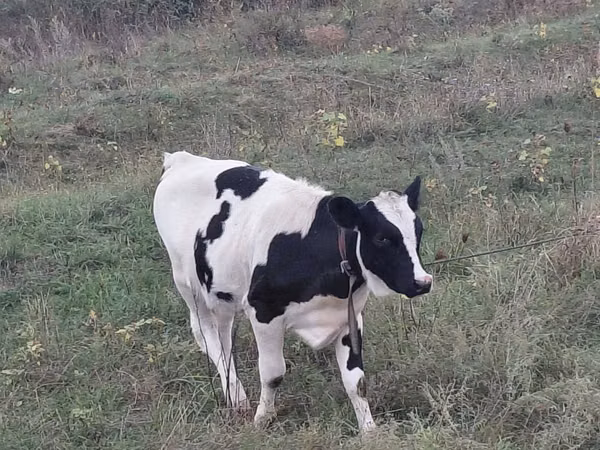 Cow, Holstein breed