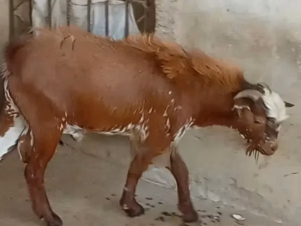 Cabras (lote, sexo no especificado), Cabras