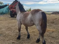 Mare, Horses — photo 1
