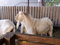 تيس, Saanen goat — الصورة 5