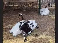 Goat, Nigerian dwarf goats — photo 2