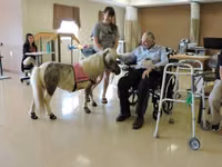 घोड़ी, Miniature horse — फ़ोटो 2
