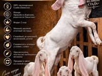Ziegenbock, Gulabi goats — Foto 1