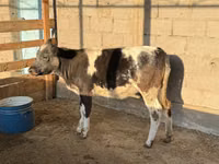 Cow, Belgian Blue — photo 4