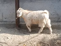 Cabra, Cabras — foto 6