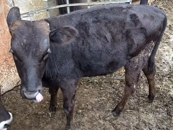 Toro, Aberdeen-Angus