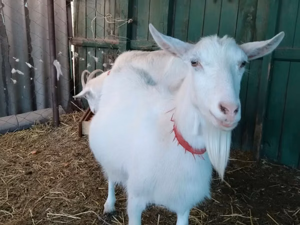 Goat, Saanen goat