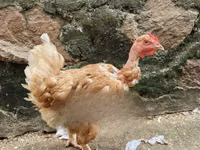 Gallinas Shamo — foto 7