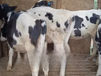 母牛, Holstein breed — 照片 1