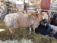 Carnero, Arashan sheep — foto 1