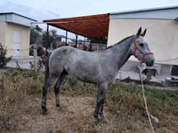 Hengst, Thoroughbred horse — Foto 3
