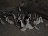 Geese — الصورة 6