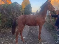 घोड़ा, Nonius horse — फ़ोटो 1