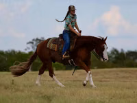 Horse (M), Quarter Horse — photo 7