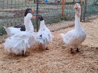 Geese — foto 6