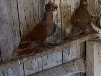 Ducks — photo 8