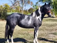 Yegua, Caballos — foto 2