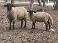 Ram, White Suffolk sheep — photo 1
