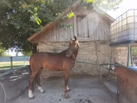 Hengst, Gidran — Foto 3