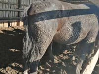 Hengst, Kustanai horse — Foto 3