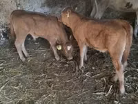 Bulle, Limousin-Kuh — Foto 2