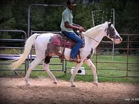 Horse (M), National Show Horse — photo 5