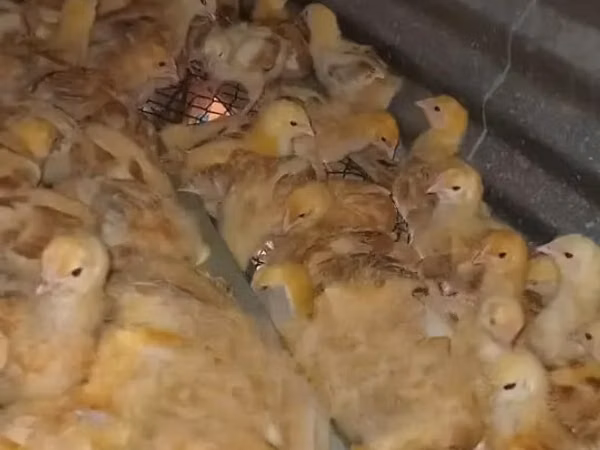 Chickens — كينيا