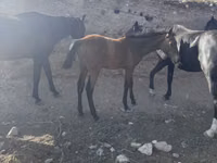 Horse (M), Russian Don — photo 6