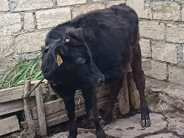 Kuh, Aberdeen-Angus