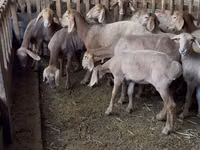 Oveja, Hissar sheep — foto 2