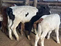 Toro, Russian Black pied cattle — foto 2