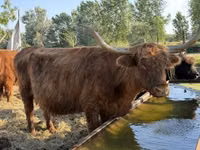 Cow, Highland — photo 3