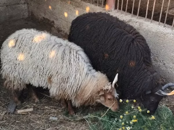 Sheep, Racka sheep