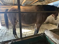 Caballo, Manipuri pony — foto 4
