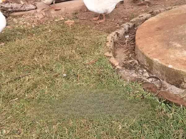 Geese