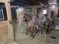 Hengst, Quarter Horse — Foto 5