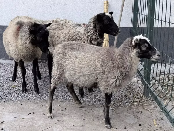 मेढ़ा, Hissar sheep