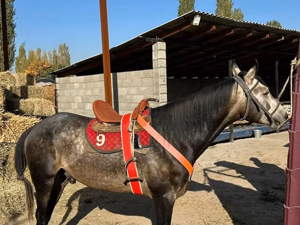 Hengst, Arabian horse