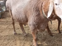 Ram, Katum sheep — photo 3