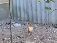 Chickens — photo 1