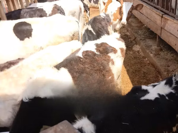Cow, Holstein breed