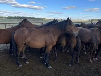 Stute, Kazakh horse — Foto 2