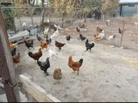 Chickens — Foto 1