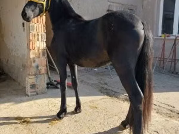Horse (M), Friesian