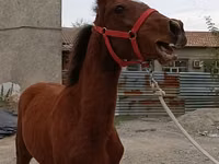 Horse (M), Budyonny horse — photo 3